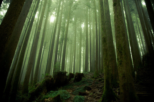 ancientdelirium:Forests of Alishan by iHeartDimSum on Flickr.