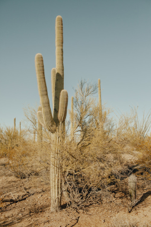 julianajohnsonphoto: Saguaro National Park adult photos