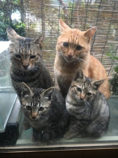 awwww-cute:Stray cat brought her family. (Source: http://ift.tt/2xSgEe2)
