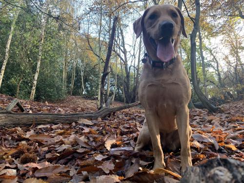 labrador-overload