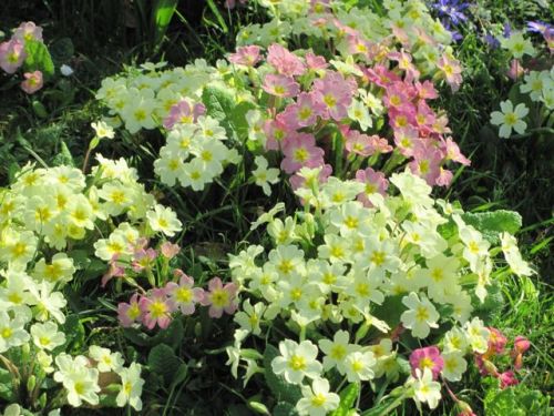 memorygirls: Primroses