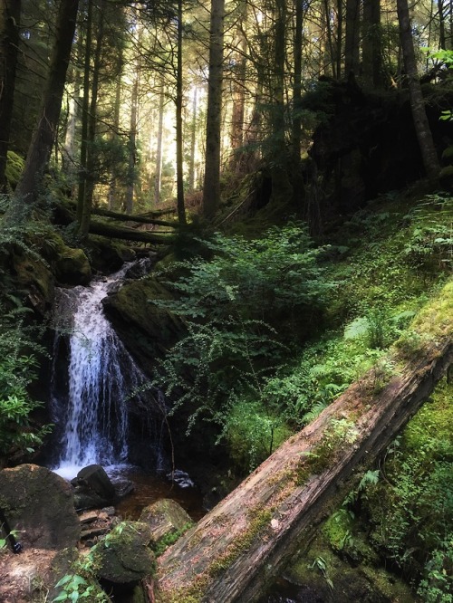 harrietthefirstofhername:Puck’s Glen, Scotland