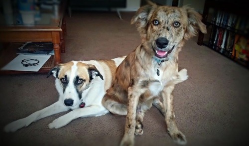 handsomedogs: His name is Maksym, he’s an Australian Shepherd/Golden Retriever mix