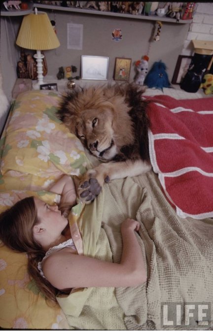 soyuncharizard:   Tippi Hedren and family living with a pride of lions.  de que porte