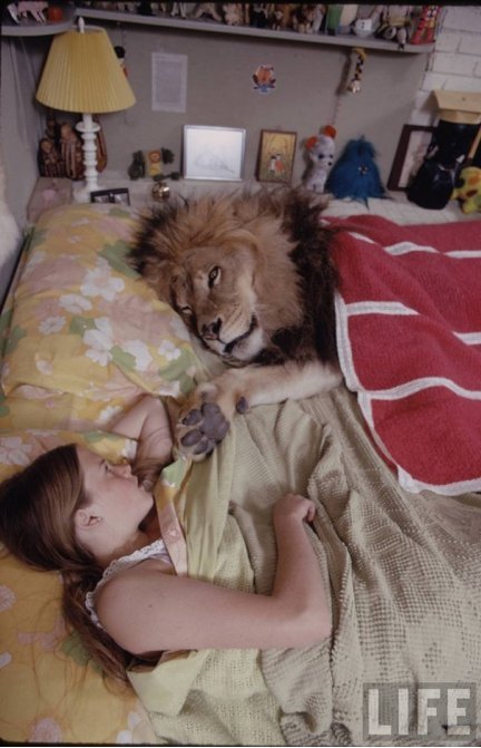 nopotential:  i-think-i-thought-i-saw-you-try:  i-think-i-thought-i-saw-you-try:  myurlhasbeencompromised:  pete-woolven:   Tippi Hedren and family living with a pride of lions.  excuse me u have a lion in ur house  excuse me there is a lion chewing on