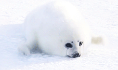 saturnmilk:  tomhiddleston: Harp Seal (Phoca groenlandicus)  the harp seal is actually