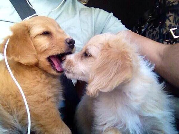 thebabyanimals:  Click for the cutest posts imaginable!