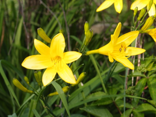 anmkosk:Hemerocallis lilioasphodelus — Yellow Day-lily