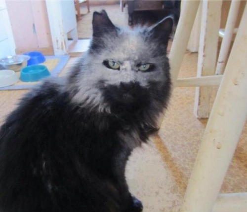 instagrarn:  subwaywhore:  subwaywhore:  This is what happens when you spill flour on a cat     Phantom if the opurra  lol now that’s one pissed looking cat