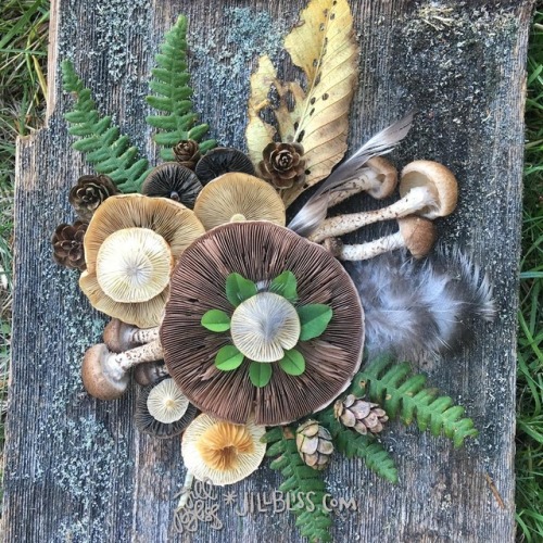 whimsy-by-joja: voiceofnature: Forget flowers: this Valentine’s day give her mushroomsAmazing mushroom landart by Jill Bliss @fannibalgrowingcircle 