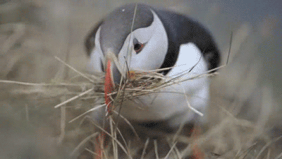 nature-madness:  Atlantic Puffins | Video Source GIFs made by nature-madness
