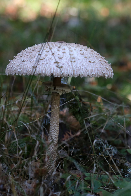A parasol mushrom/stolt fjällskivling (Macrolepiota procera or Lepiota procera). 