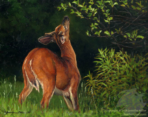 Not-birds? What?!&ldquo;New Light&rdquo;, White-tailed Deer Fawn (5&quot;x7&quot;), 