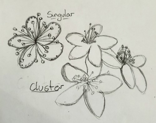 Doing Fake Flower Studies For A Game