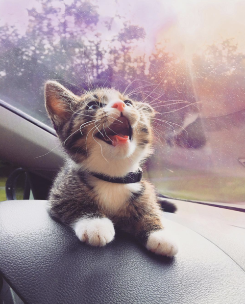 aww-so-pretty: C. Blue the adventure cat