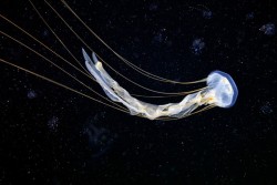 Jellyfish in space? Otherworldly ocean photos