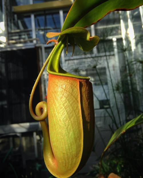 indefenseofplants: The fanged pitcher of Nepenthes bicalcarata. So pumped to learn that the Universi