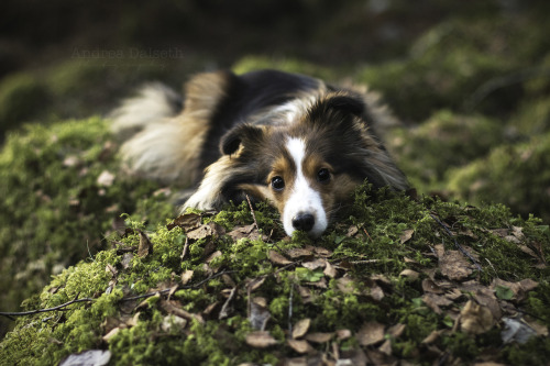 clickerhappiness:; From todays walk