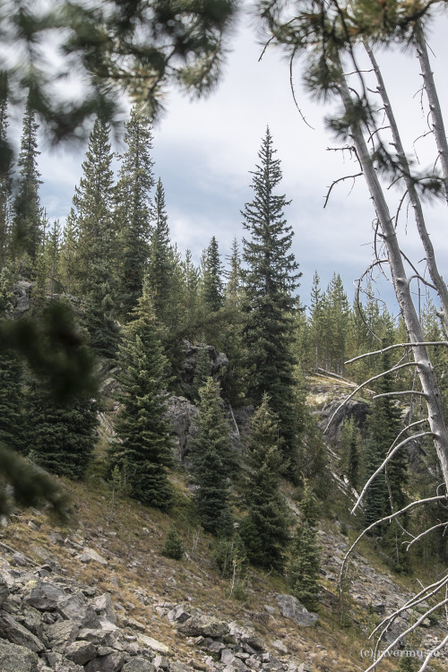 A Sloping Forest; above the Lewis River, Yellowstone National Park, Wyoming: &copy; riverwindpho