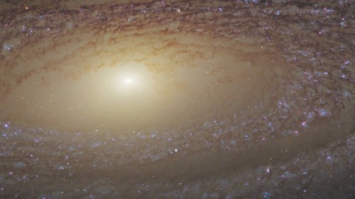 Porn Pics the-wolf-and-moon:NGC 2841, Sprial