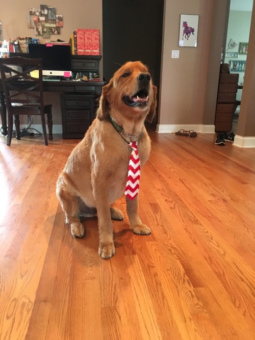greeneggs-an-sam:  paradynamic:  vandalfour:  greeneggs-an-sam:  @vandalfour deemed it Tumblr worthy so here it is, my dog wearing a tie that the groomer gave him  10/10 would start business with  Is he available to look over my investment portfolio 