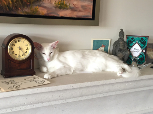 pangur-and-grim: visiting family is always a High Stress affair, but I do like seeing all the new sp