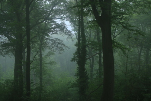 A foggy day at the local forest by 90377Instagram | Etsy Shop