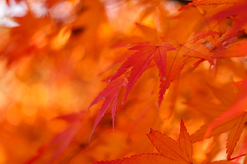 『赤く燃える葉』sony a6400 + SIGMA 56mm F1.4 DC DN | Contemporary2021.12location : 静岡県 Shiuoka, japan