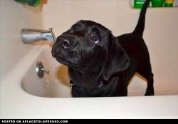aplacetolovedogs:  I haz a bath now mommy?