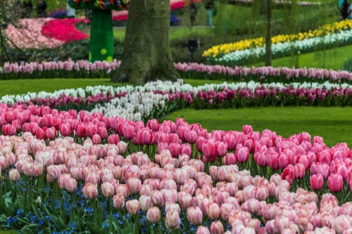 Keukenhof Gardens, Netherlands