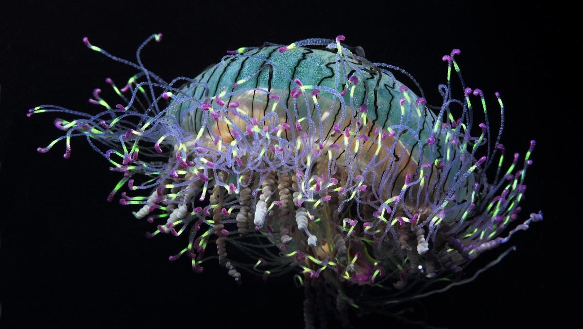 libutron:  whatthefauna:  This beautiful jellyfish is the flower hat jelly. It’s