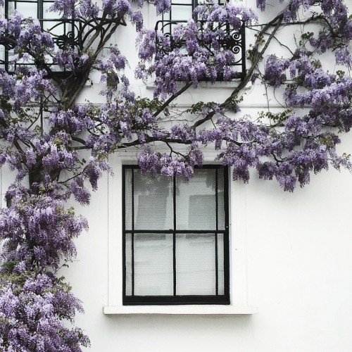 vintagefashaddict:  From tea–rose