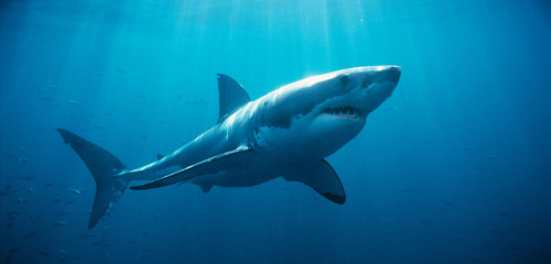 Perhaps the most famous great white shark was the one depicted in the movie “Jaws”, about a white sh