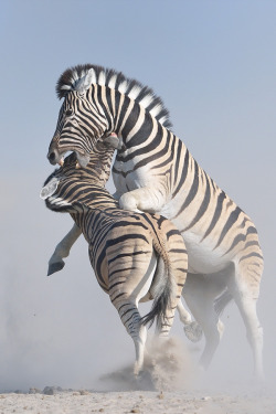 brazenbvll:  Zebra Battle | Neal Cooper 