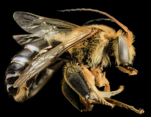 usgsbiml: A male Nomia from Thailand, note the corkscrewed antennae and the greatly expanded leg seg