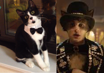 Cats 2019 As Real Cats Cause Why Not