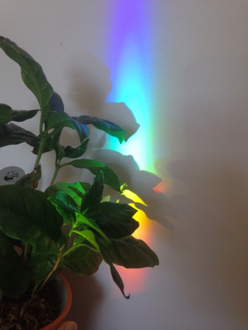 4.9.16 - More plants&rainbows because I get rainbows in my room every morning, and ya’ll seemed 