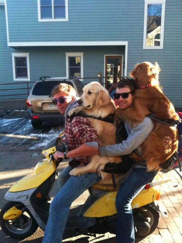 collegehumor:
“Two Men and Their Dogs and a Motorcycle
A man, that man’s best friend, and his best friend, and his best friend’s best friend. I swear, officer.
”