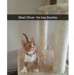 thefingerfuckingfemalefury:  cryoverkiltmilk:  thefingerfuckingfemalefury:  justcatposts: Cat snaps O.O HOW DOES OLIVER HAVE THUMBS  Polydactyl cats, also known as Hemingway cats, are the result of a congenital abnormality, genetically inherited as an