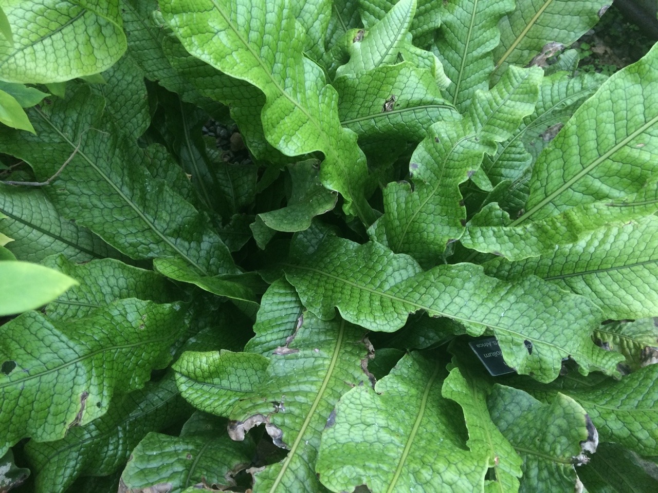 plantlette:  mitsoukos:  plantlette:  but look at these cool leaves  Is this at the