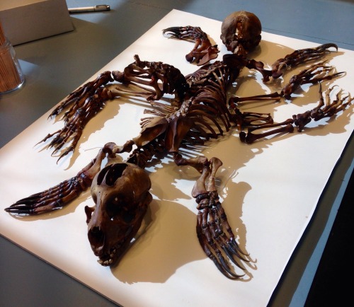 snakesandkittens:  The skeleton of a set of conjoined twin harbor seal pups. Their mother was found 