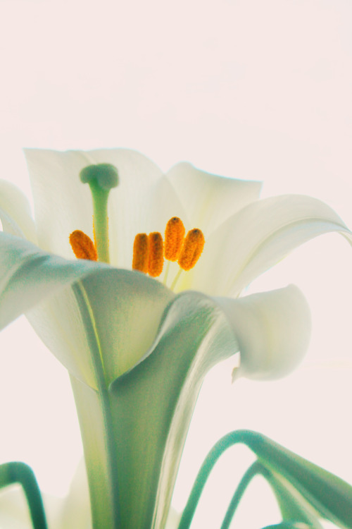 drrinkthewildair:Lily by ashleyDcrouse | Prints here