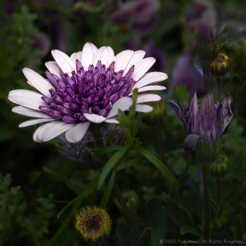 Spring in Japan: Osteospermum “4D Violet Ice” (African Daisy) Native to South Africa, th