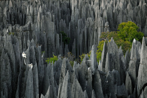 nature-madness: The Stone Forest | Stephen Alvarez