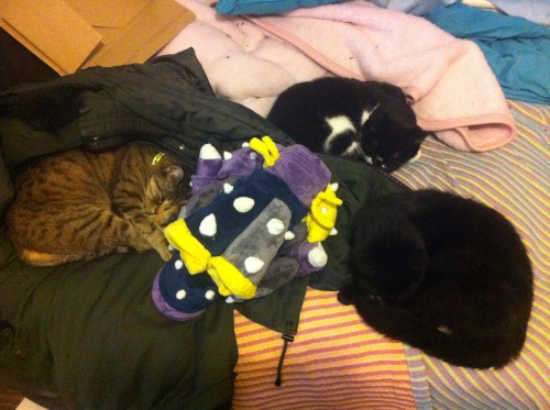 ceryskitty:  One of these things is not like the others…