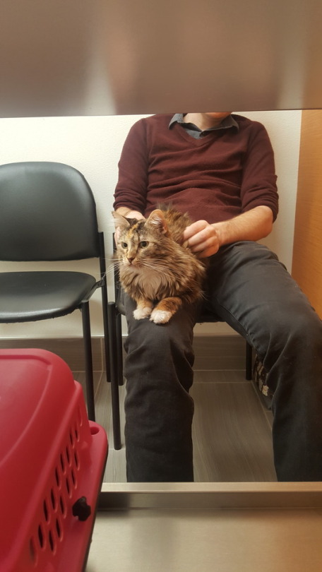 bananakins:  bananakins:   bananakins:   *Emergency* This is super out of my comfort zone, but I’m running out of options.  This is my cat Pixel. We adopted her two years ago as I needed an ESA. She’s the light of my life. She loves chicken, toys