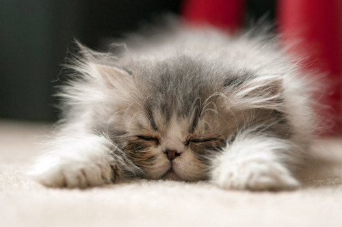 mostlycatsmostly:(via Jennifer Frismanis)