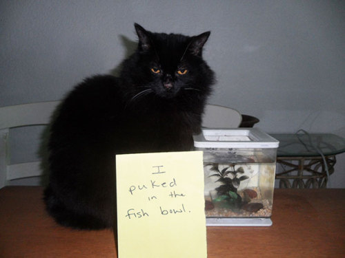 letslivlavlaf:Guilty Cats Confessing For Their Crimes