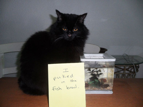 emanantfeminine: awesome-picz: Asshole Cats Being Shamed For Their Crimes.  sorry this is so much better than the dog one  