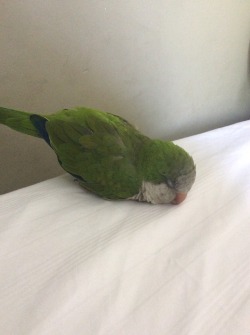 littlequaker:  Someone was sleepy. He just fell on his face and stayed there and then looked at me. What a lazy. 